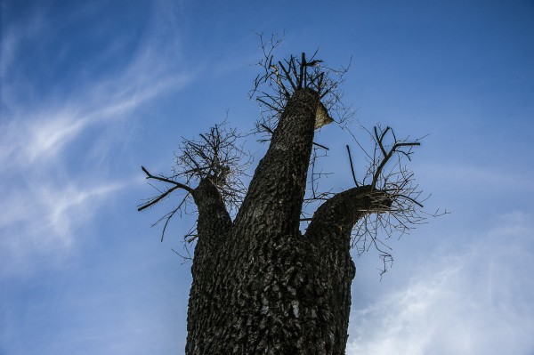 Формовочная или санитарная? Как происходит обрезка деревьев в Краснодаре Формовочная или санитарная? Как происходит обрезка деревьев в Краснодаре