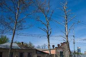 Формовочная или санитарная? Как происходит обрезка деревьев в Краснодаре Формовочная или санитарная? Как происходит обрезка деревьев в Краснодаре