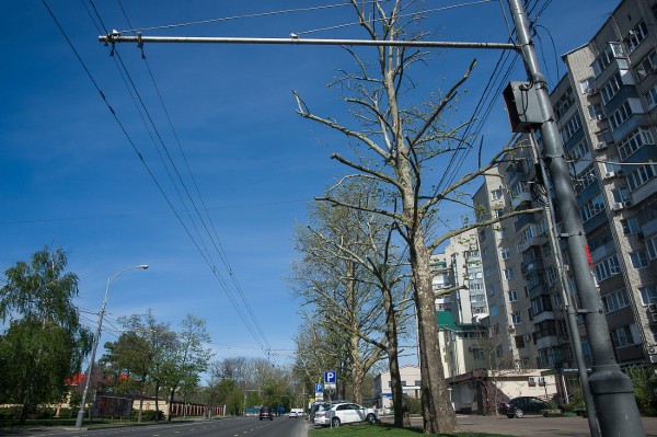 Формовочная или санитарная? Как происходит обрезка деревьев в Краснодаре Формовочная или санитарная? Как происходит обрезка деревьев в Краснодаре