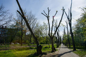 Формовочная или санитарная? Как происходит обрезка деревьев в Краснодаре Формовочная или санитарная? Как происходит обрезка деревьев в Краснодаре