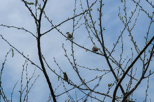 Формовочная или санитарная? Как происходит обрезка деревьев в Краснодаре Формовочная или санитарная? Как происходит обрезка деревьев в Краснодаре