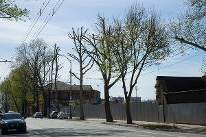 Формовочная или санитарная? Как происходит обрезка деревьев в Краснодаре Формовочная или санитарная? Как происходит обрезка деревьев в Краснодаре