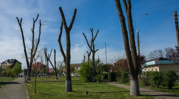 Формовочная или санитарная? Как происходит обрезка деревьев в Краснодаре Формовочная или санитарная? Как происходит обрезка деревьев в Краснодаре