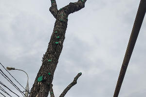 Формовочная или санитарная? Как происходит обрезка деревьев в Краснодаре Формовочная или санитарная? Как происходит обрезка деревьев в Краснодаре