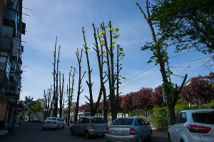 Формовочная или санитарная? Как происходит обрезка деревьев в Краснодаре Формовочная или санитарная? Как происходит обрезка деревьев в Краснодаре