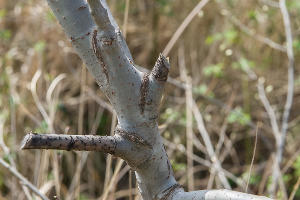 Формовочная или санитарная? Как происходит обрезка деревьев в Краснодаре Формовочная или санитарная? Как происходит обрезка деревьев в Краснодаре