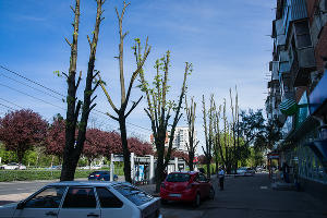 Формовочная или санитарная? Как происходит обрезка деревьев в Краснодаре Формовочная или санитарная? Как происходит обрезка деревьев в Краснодаре