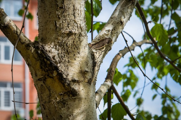 Формовочная или санитарная? Как происходит обрезка деревьев в Краснодаре Формовочная или санитарная? Как происходит обрезка деревьев в Краснодаре