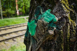 Формовочная или санитарная? Как происходит обрезка деревьев в Краснодаре Формовочная или санитарная? Как происходит обрезка деревьев в Краснодаре