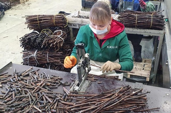 Пандемия коронавируса не сказалась на работе лидера винодельческой отрасли России
Пандемия коронавируса не сказалась на работе лидера винодельческой отрасли России