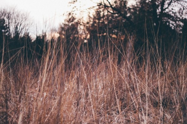 В Краснодарском крае за сутки произошло 9 возгораний сухой травы
В Краснодарском крае за сутки произошло 9 возгораний сухой травы