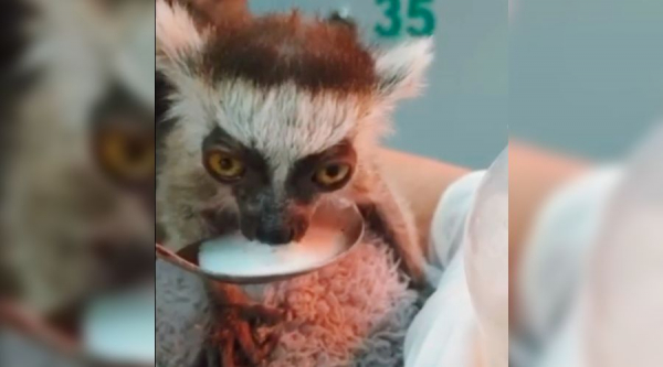 В краснодарском &laquo;Сафари-парке&raquo; родился лемур по кличке Covid