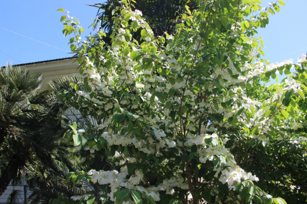 Японская калина зацвела в сочинском дендрарии 