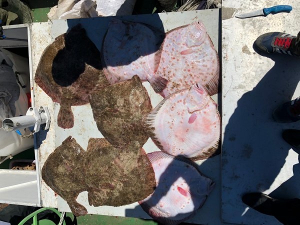 Золотая рыбка: житель Кубани заплатит 300 тысяч за незаконный вылов камбалы (ВИДЕО) Золотая рыбка: житель Кубани заплатит 300 тысяч за незаконный вылов камбалы (ВИДЕО)