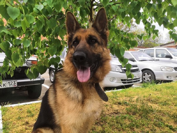 В Краснодарском крае обнаружили целую теплицу с марихуаной В Краснодарском крае обнаружили целую теплицу с марихуаной