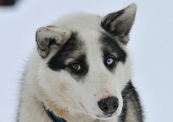 Собака сутки просидела у тела хозяина, которого нашли мертвым в лесу Собака сутки просидела у тела хозяина, которого нашли мертвым в лесу