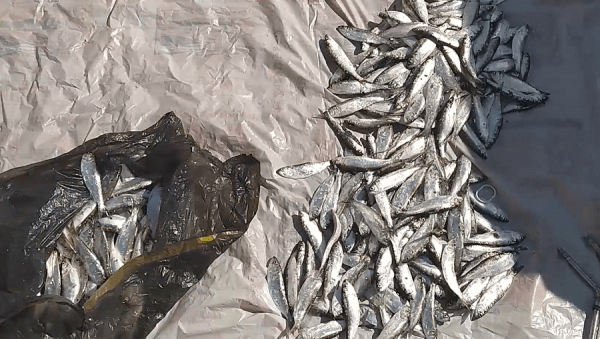 Браконьеры на Кубани неудачно порыбачили