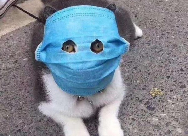 Где проверить кошку на коронавирус и сколько стоит тест в Краснодаре: COVID-19 начали определять у домашних животных