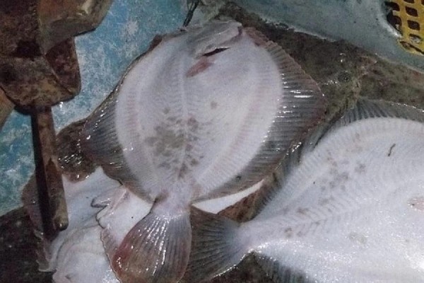 Незаконный улов: в Сочи браконьер поймал более 200 кг рыбы