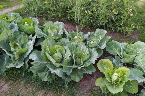 Огород не даст пропасть. Жители Кубани – о семейном стабилизационном фонде