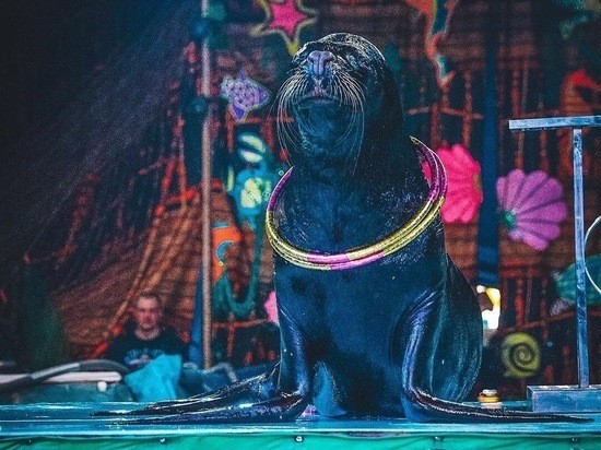 Цирк на воде “Аква-шоу” заявил о бедственном положении и снова попросил краснодарцев о помощи Цирк на воде “Аква-шоу” заявил о бедственном положении и снова попросил краснодарцев о помощи