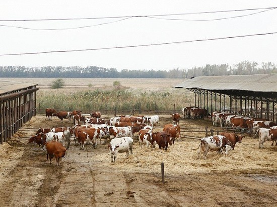 Животноводам Кубани разрешили меньше платить за аренду пастбищ