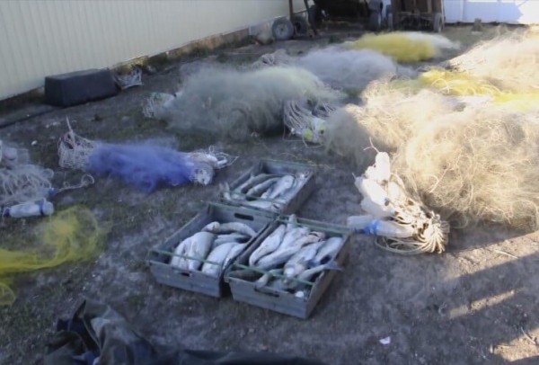 На Кубани браконьеры выловили полсотни судаков 