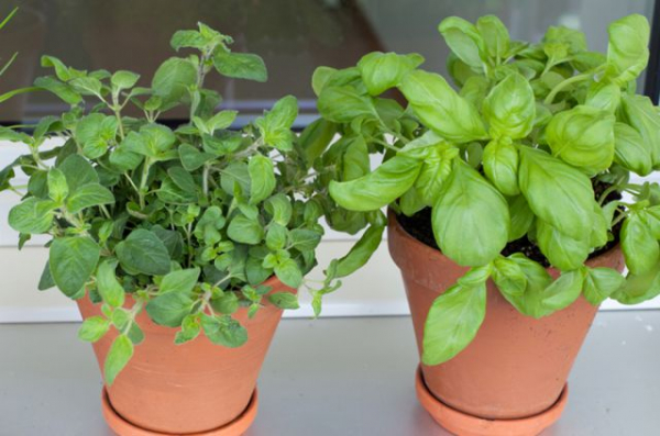 Огород не даст пропасть. Жители Кубани – о семейном стабилизационном фонде