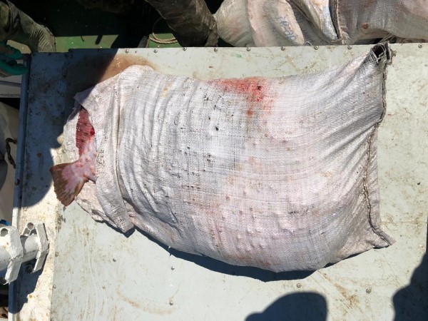 Золотая рыбка: житель Кубани заплатит 300 тысяч за незаконный вылов камбалы (ВИДЕО) Золотая рыбка: житель Кубани заплатит 300 тысяч за незаконный вылов камбалы (ВИДЕО)