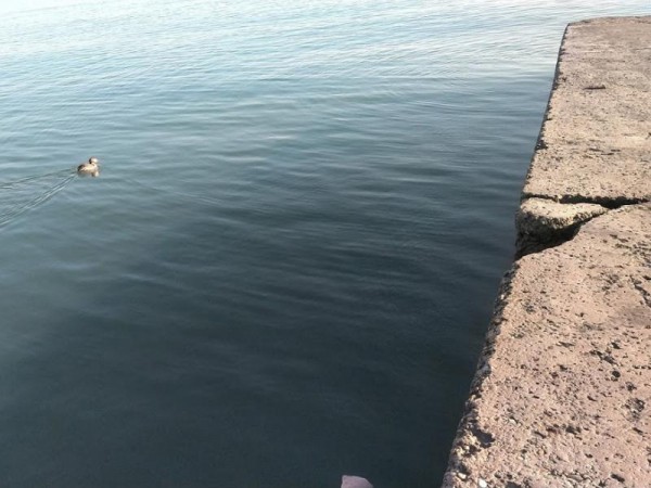 При стабильной эпидобстановке с 1 июня в Сочи откроют 65 пляжей При стабильной эпидобстановке с 1 июня в Сочи откроют 65 пляжей