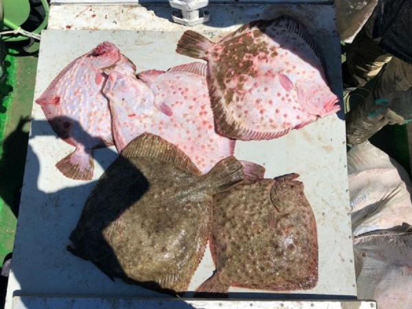 Золотая рыбка: житель Кубани заплатит 300 тысяч за незаконный вылов камбалы (ВИДЕО) Золотая рыбка: житель Кубани заплатит 300 тысяч за незаконный вылов камбалы (ВИДЕО)