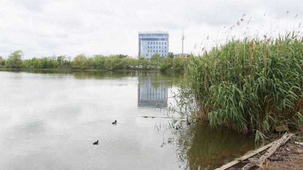 Стартовало благоустройство сквера &laquo;Дмитриевский&raquo; на берегу Покровского озера