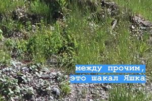 В Сочи опустевшие горные курорты инспектируют медведи и шакал Яшка