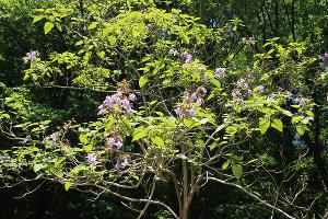 В Сочи зацвело «древо жизни», которое угрожает экосистемам Национального парка В Сочи зацвело «древо жизни», которое угрожает экосистемам Национального парка