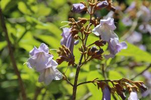 В Сочи зацвело «древо жизни», которое угрожает экосистемам Национального парка В Сочи зацвело «древо жизни», которое угрожает экосистемам Национального парка