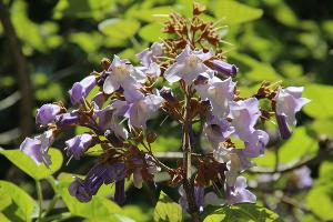 В Сочи зацвело «древо жизни», которое угрожает экосистемам Национального парка В Сочи зацвело «древо жизни», которое угрожает экосистемам Национального парка