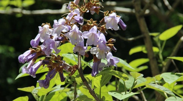 В Сочи зацвело «древо жизни», которое угрожает экосистемам Национального парка В Сочи зацвело «древо жизни», которое угрожает экосистемам Национального парка