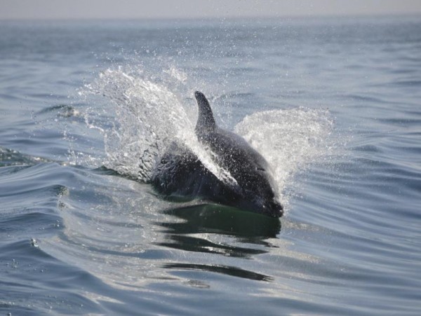 В Сочи больной дельфин приплыл за помощью к людям, спасти его не удалось В Сочи больной дельфин приплыл за помощью к людям, спасти его не удалось