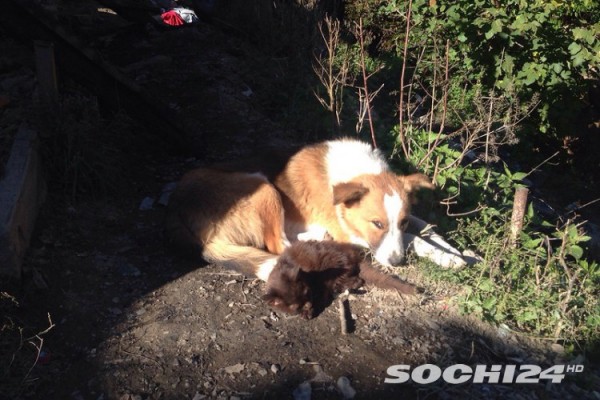 В Сочи начнут действовать новые правила обращения с бездомными животными