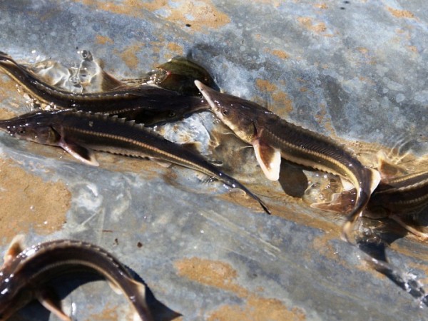 В водоемы Краснодарского края выпустили 70 000 мальков стерляди