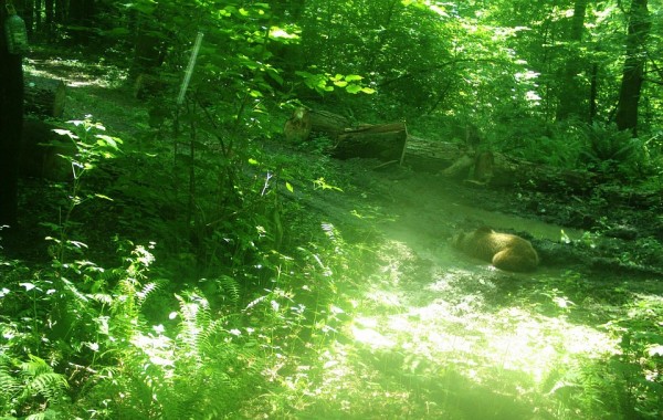 В Сочи медведи разоряют хозяйства дачников