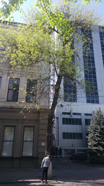 В центре Краснодара проведут дополнительное обследование аварийных деревьев В центре Краснодара проведут дополнительное обследование аварийных деревьев