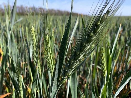Новые сорта озимых культур вывели краснодарские селекционеры Новые сорта озимых культур вывели краснодарские селекционеры