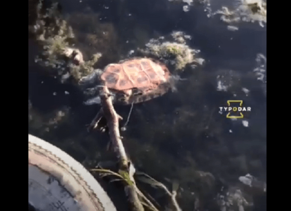 Озера Краснодара в опасности: на них замечены мертвые водоплавающие (ВИДЕО)