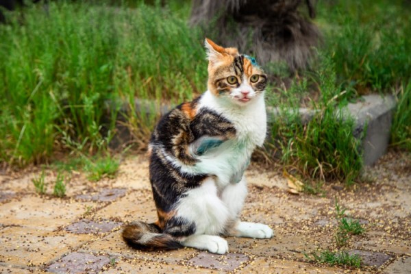 В Сочи кошке, умеющей ходить на двух лапах, срочно ищут дом (Видео) В Сочи кошке, умеющей ходить на двух лапах, срочно ищут дом (Видео)