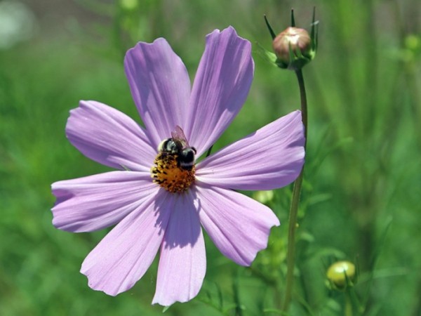 Пошла жара: какой будет погода на неделе в Краснодарском крае