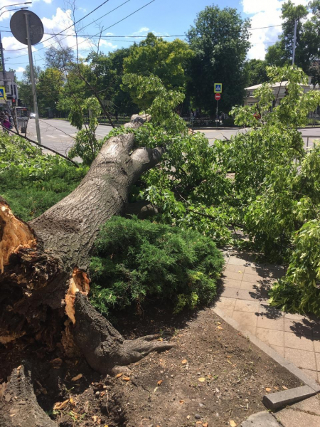В центре Краснодара проведут дополнительное обследование аварийных деревьев В центре Краснодара проведут дополнительное обследование аварийных деревьев