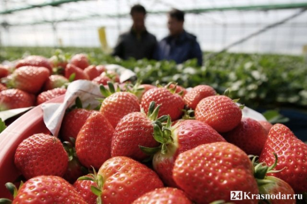 Криминальный тепличный бизнес