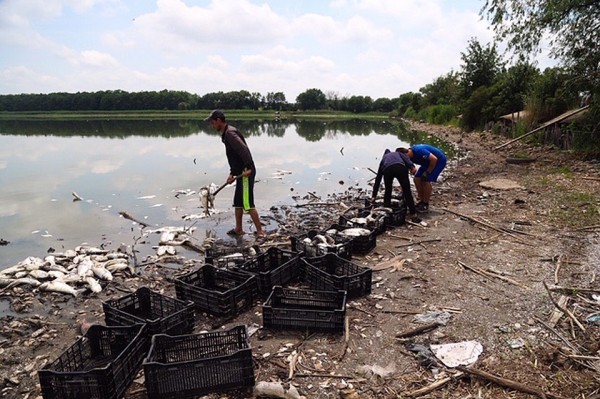 Массовый мор рыбы в Тимашевском районе: она задохнулась в водоеме от жары Массовый мор рыбы в Тимашевском районе: она задохнулась в водоеме от жары