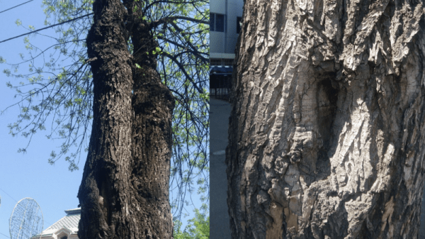 В центре Краснодара проведут дополнительное обследование аварийных деревьев В центре Краснодара проведут дополнительное обследование аварийных деревьев